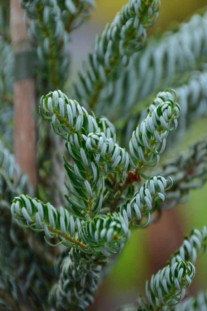 Ялиця корейська Хорстманн Сільберло